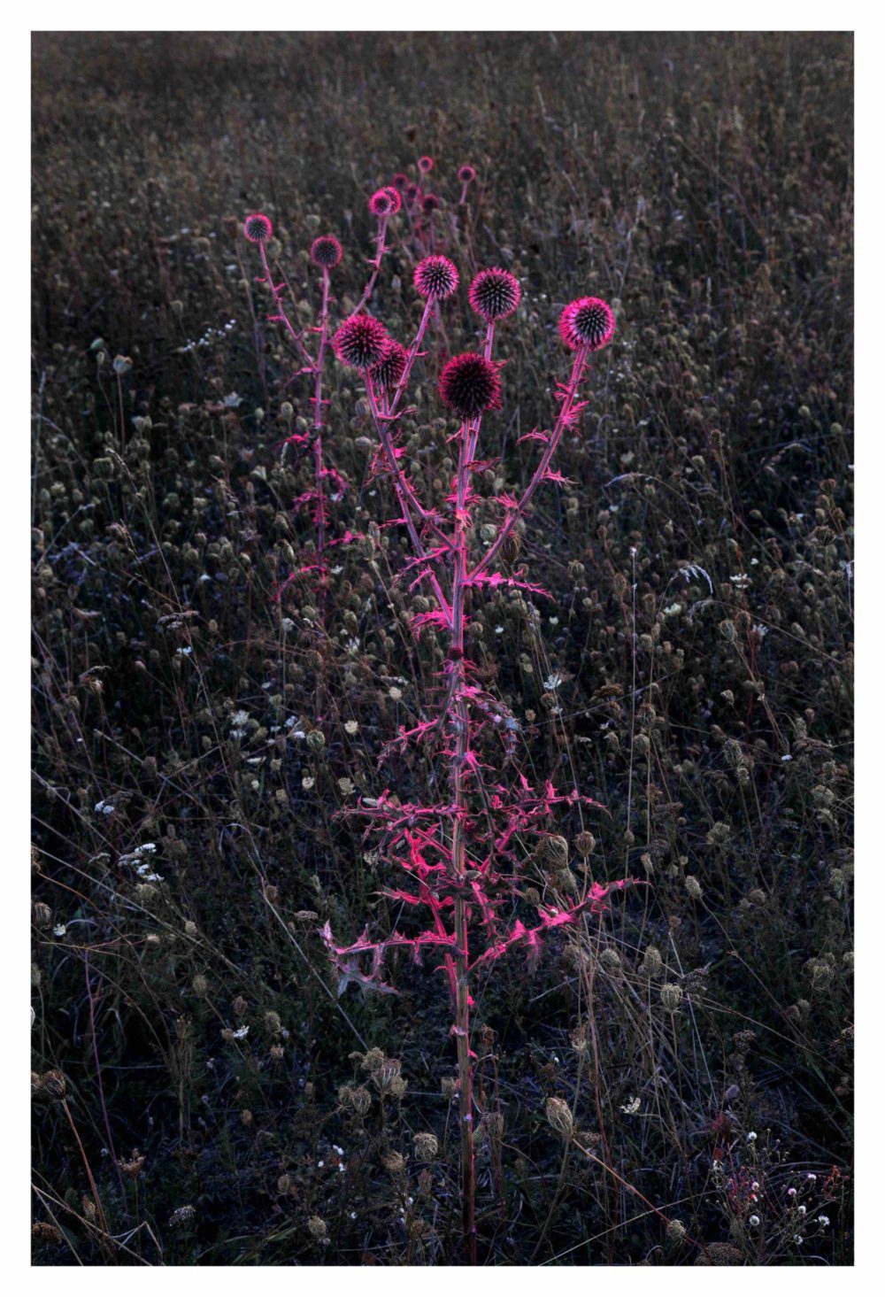 Pink Echinops_IFA14 XS